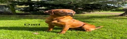 Labrador Retriever dogs for sale: KC Reg Dark Fox Red Labrador Puppies Health Tested - Advert 5