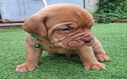 Dogue De Bordeaux dogs for sale: Dogue de Bordeaux pups  - Image 21
