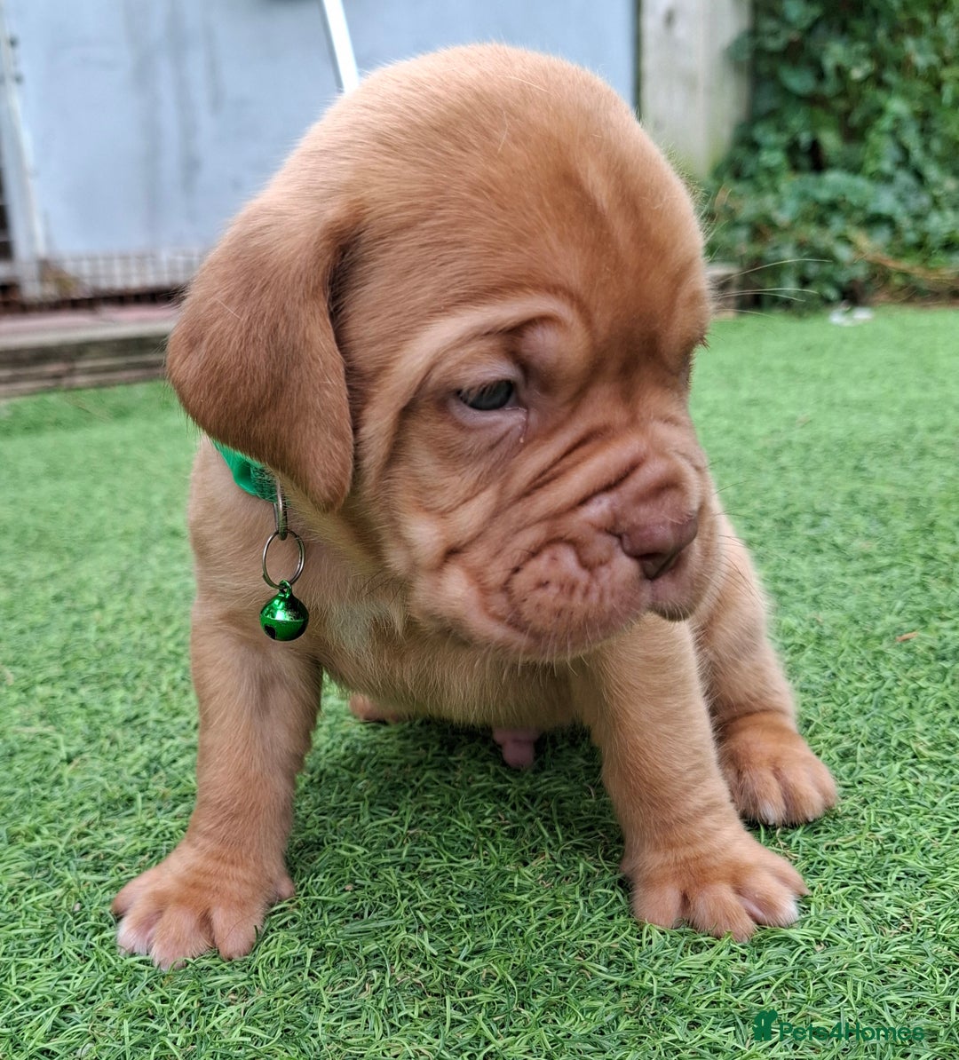 Dogue De Bordeaux dogs for sale: Dogue de Bordeaux pups  - Image 21
