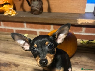 Miniature Pinscher dogs - Advert 2