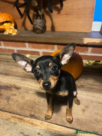 Miniature Pinscher dogs - Advert 1