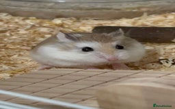 Hamster rodents for sale: 8–10 Week Old Female Roborovski Hamster with Setup - Image 1