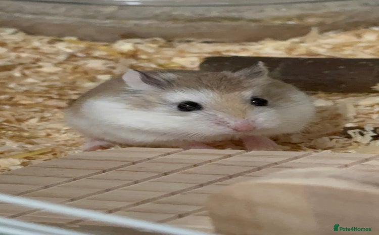 Hamster rodents - Advert 2