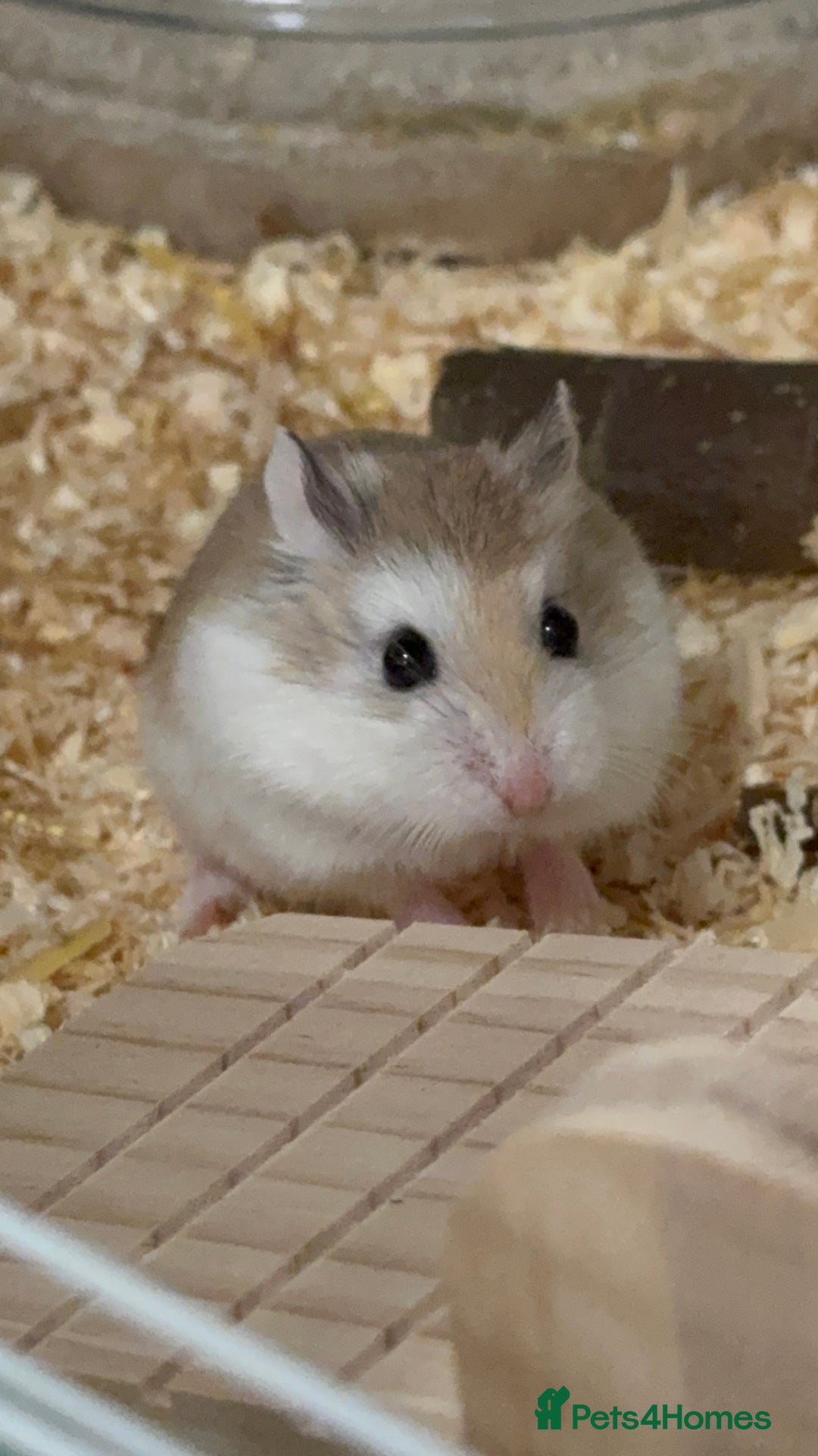 Hamster rodents for sale: 8–10 Week Old Female Roborovski Hamster with Setup - Image 1