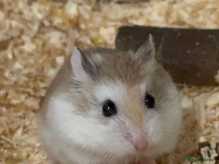 Hamster rodents - Advert 25