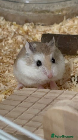 Hamster rodents - Advert 16