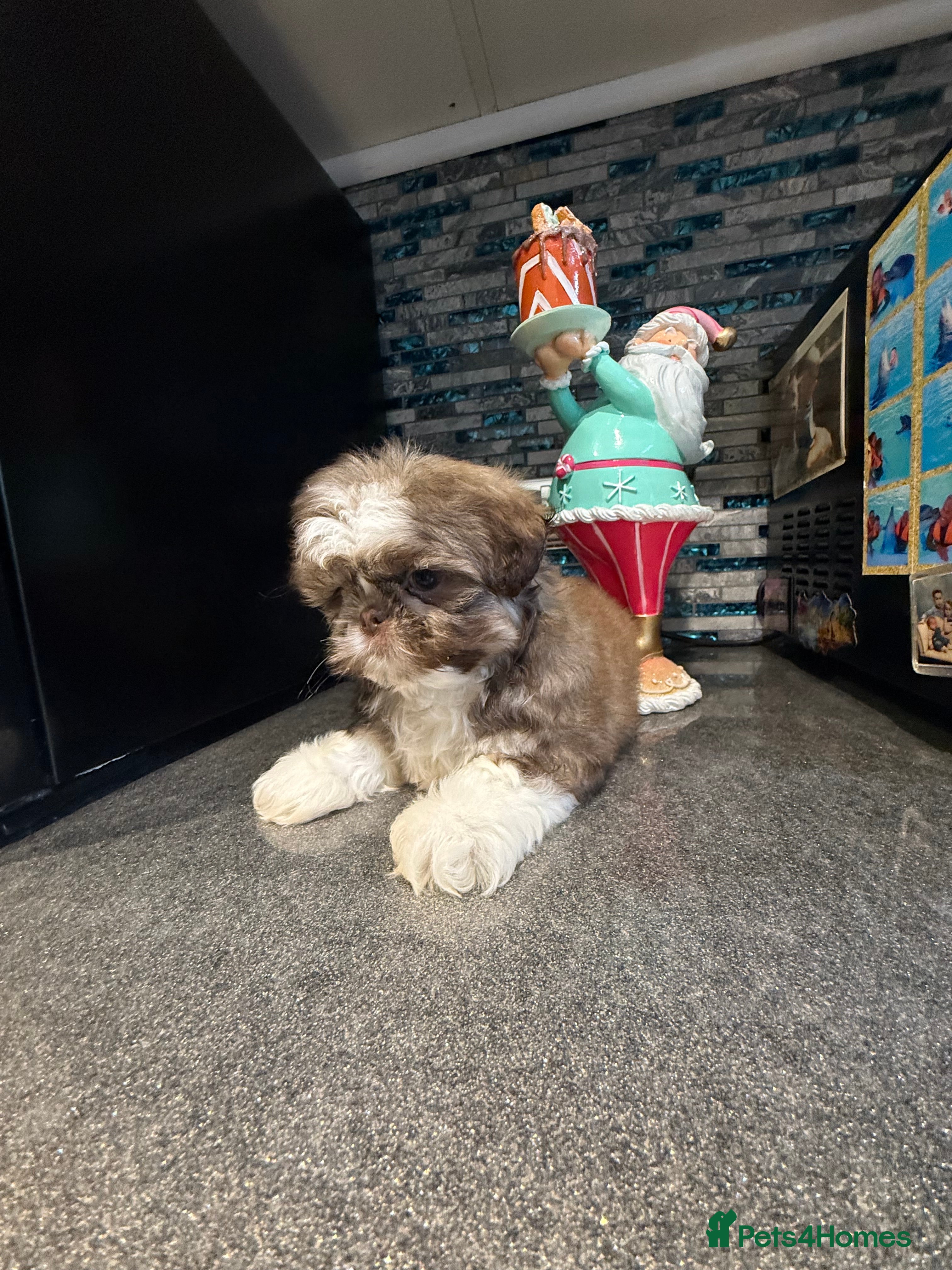 Shih Tzu dogs IMRERIAL SHIHTZU PUPPY LAST MALE - Advert 5