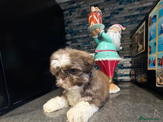 Shih Tzu dogs IMRERIAL SHIHTZU PUPPY LAST MALE - Advert 5