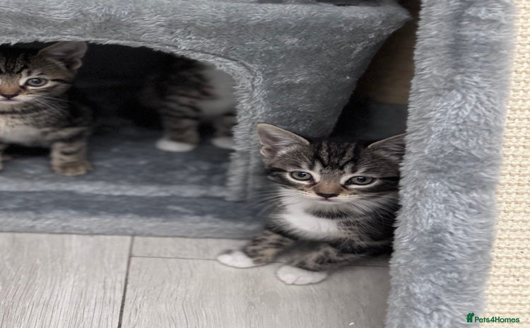 Mixed Breed cats - Advert 5