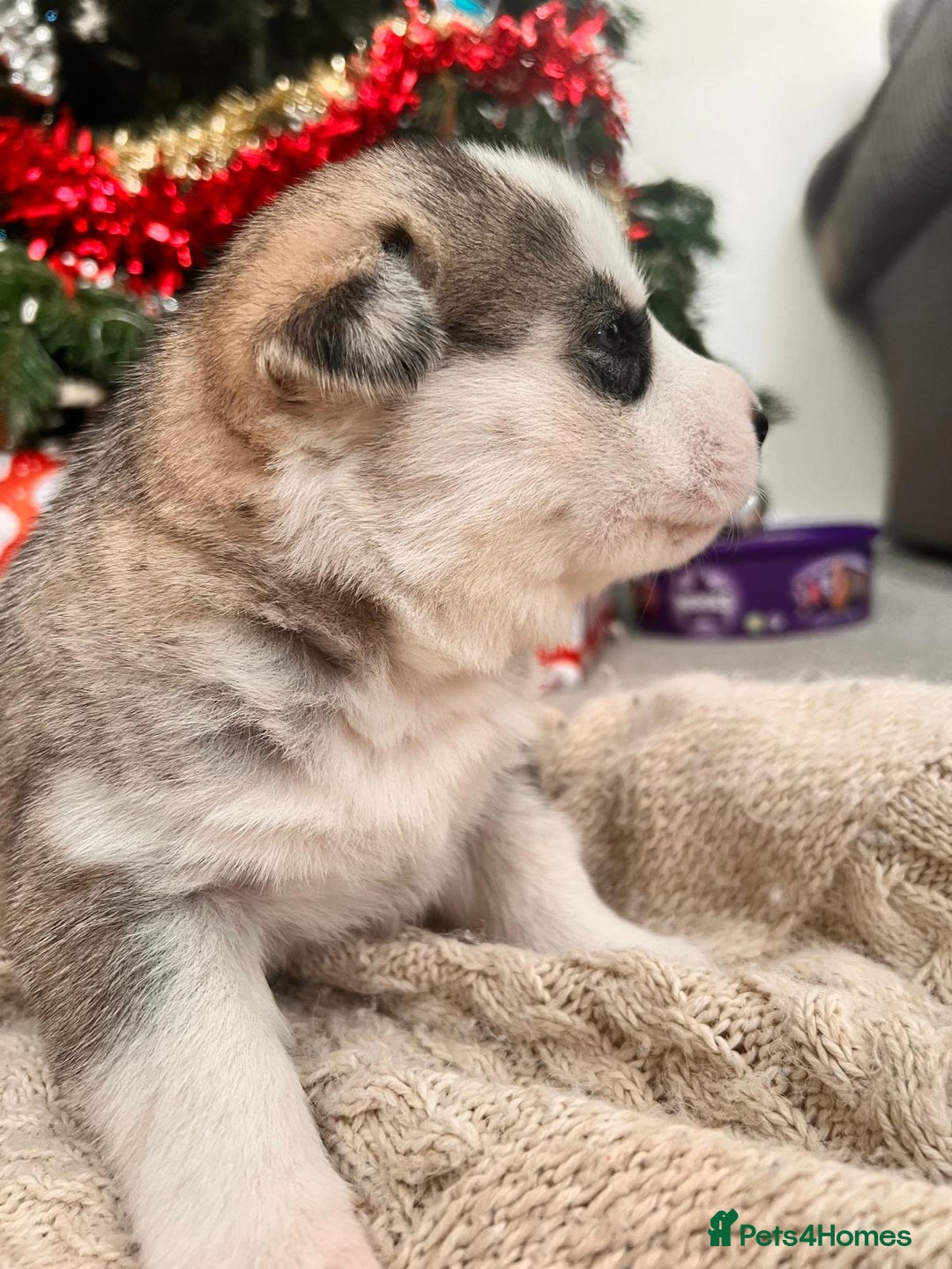 Siberian Husky dogs for sale: Siberian husky puppies x 5 - Advert 15