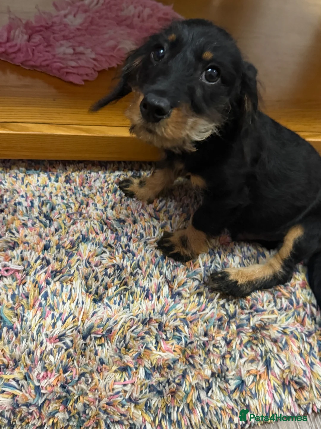 Mixed Breed dogs for sale: Cavapoo x dachshund  - Advert 12