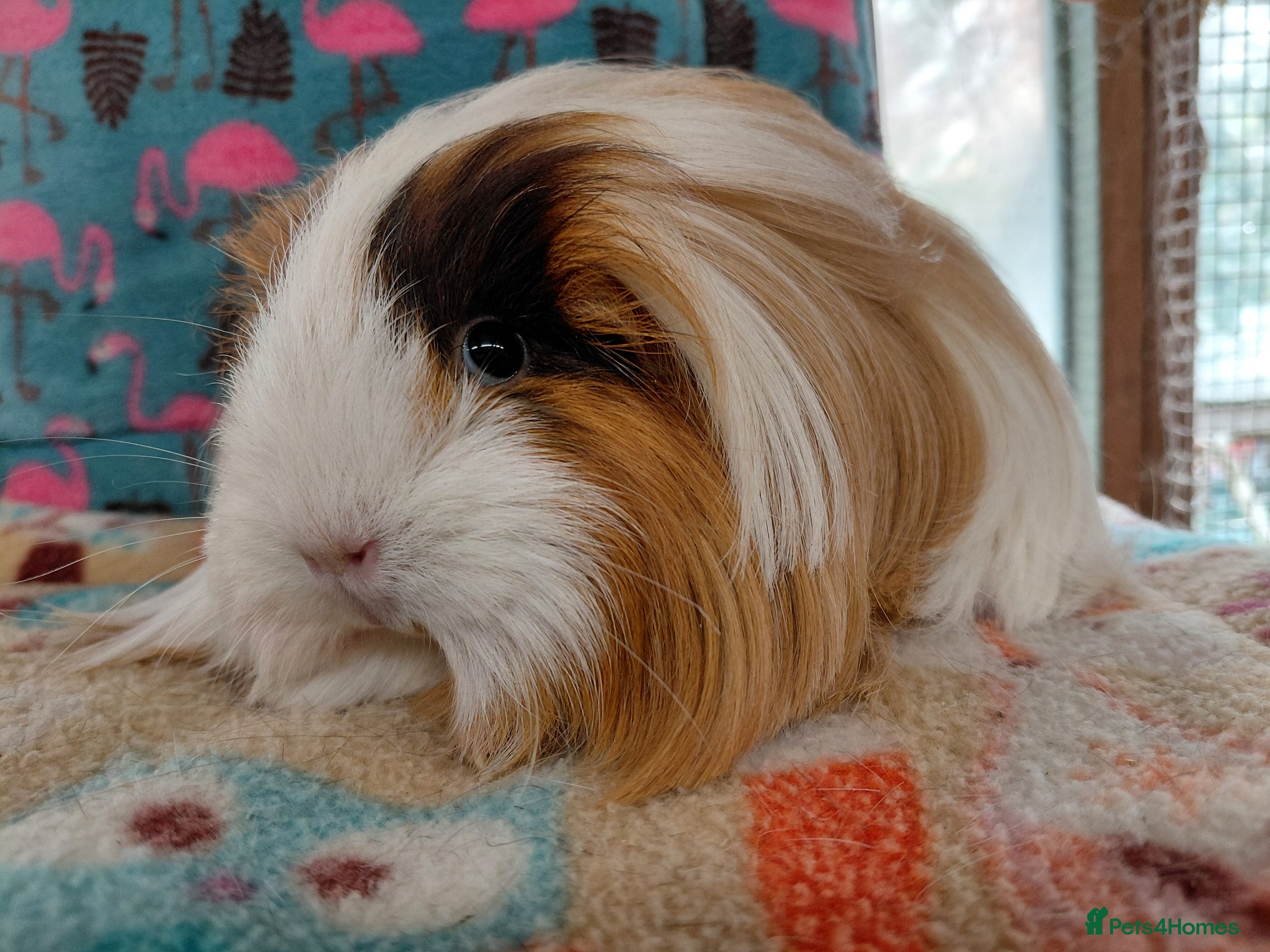 Guinea Pig rodents Young Adult Retired Sheltie Baby Peru/Funky Sows  - Advert 10
