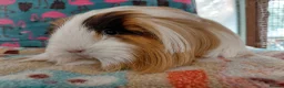 Guinea Pig rodents for sale: Young Adult Retired Sheltie Baby Peru/Funky Sows  - Advert 5