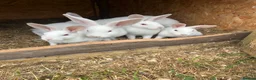 Mixed Breed rabbits for sale: Rabbits for sale  - Advert 10