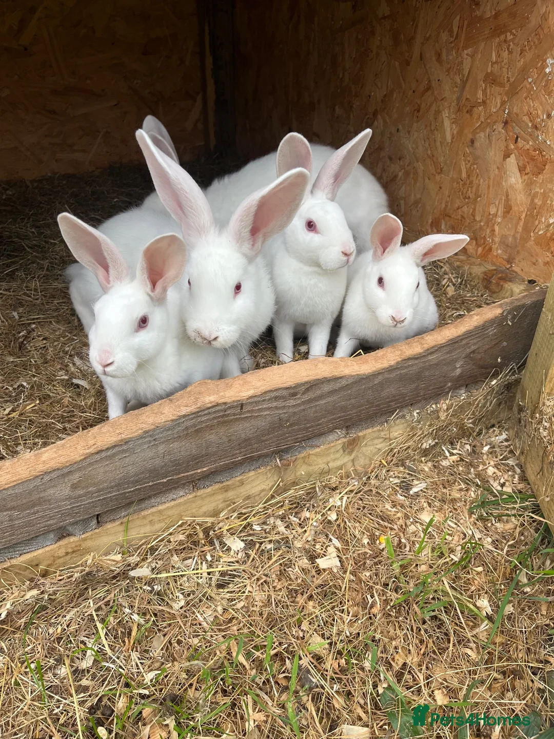 Mixed Breed rabbits for sale: Rabbits for sale  - Advert 10