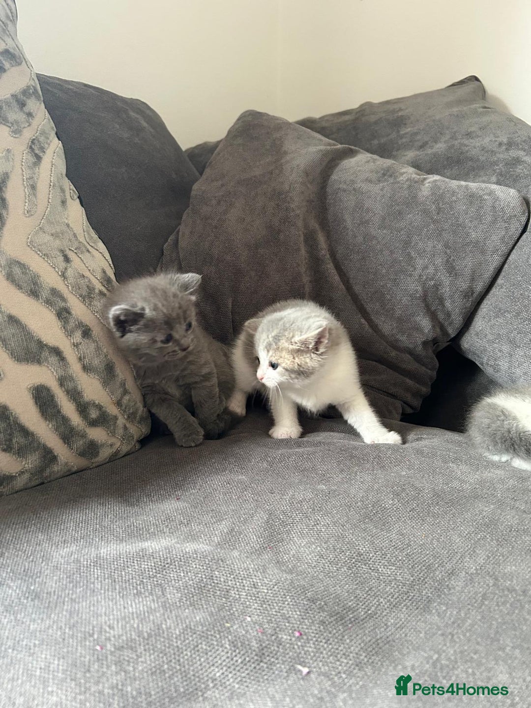 British Shorthair cats for sale: British shorthair cross - Image 5
