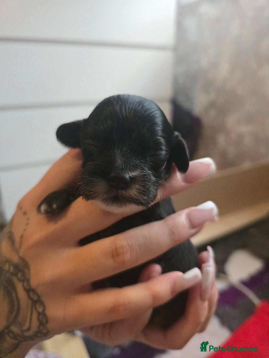 Cockapoo dogs for sale: Stunning American Cockapoos  - Image 14