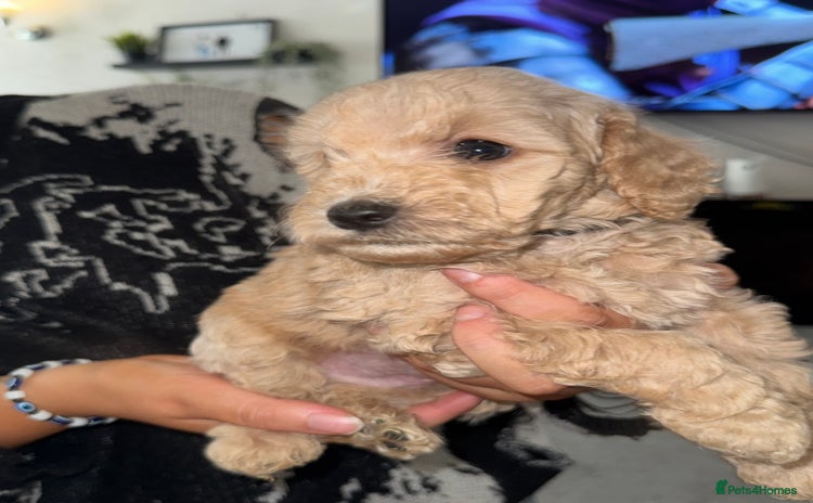 Labradoodle dogs - Advert 7