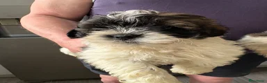 Shihpoo Puppy 3