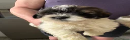 Shihpoo dogs for sale: Shitzu x poodle - Advert 2