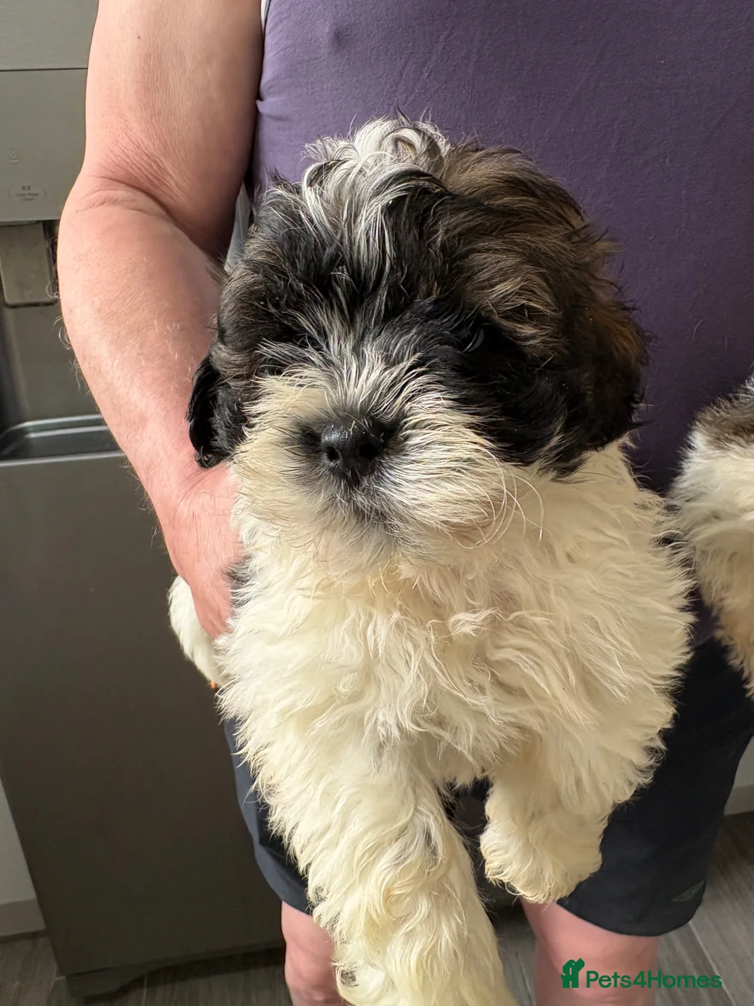 Shihpoo dogs for sale: Shitzu x poodle - Advert 2