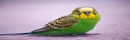 Budgerigars birds for sale: Two baby male budgies  in Thornton-Cleveleys - Advert 1