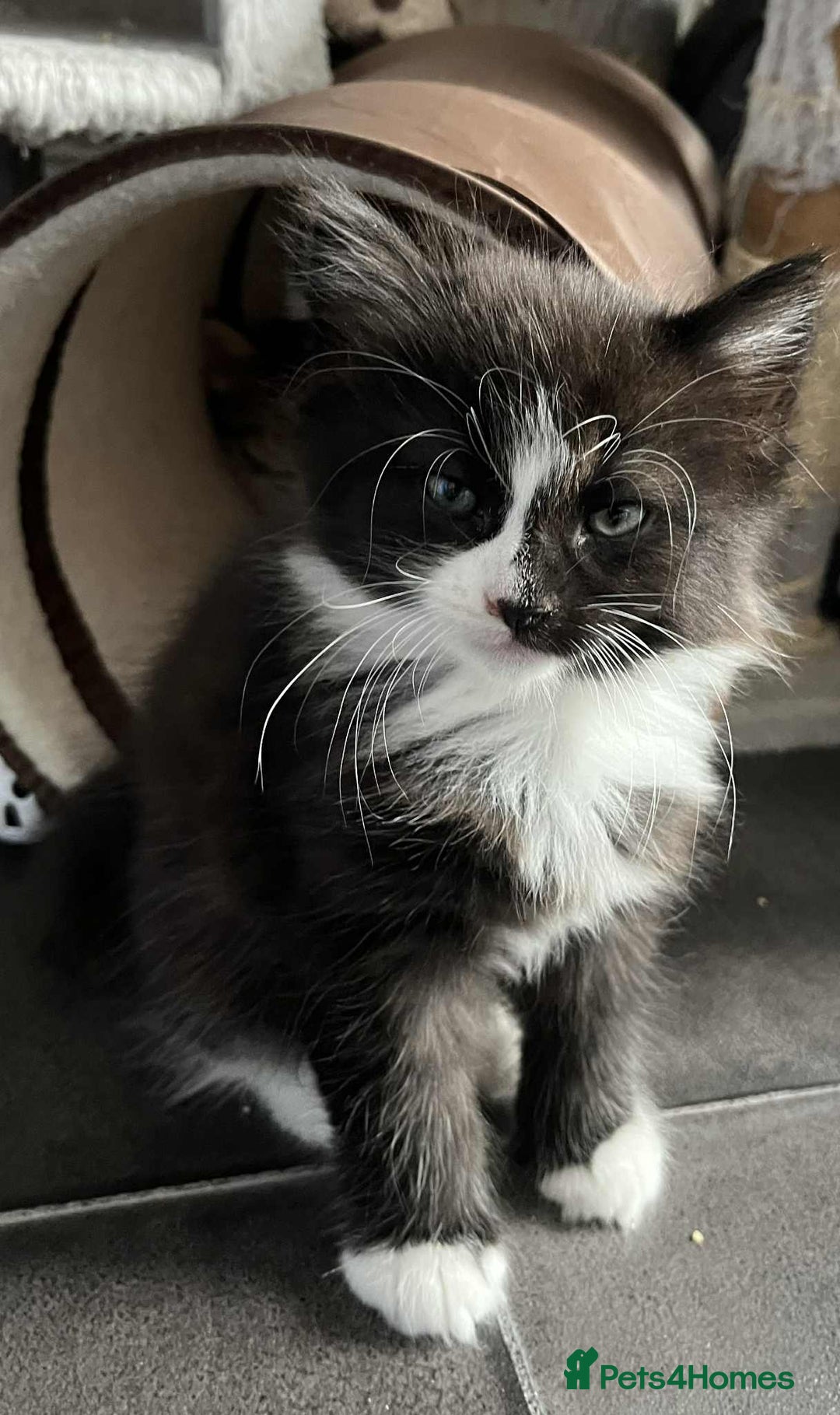Mixed Breed cats for sale: Beautifull fluffy kittens  - Image 19