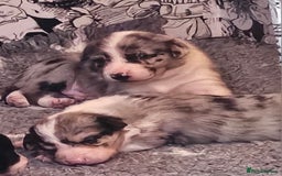 Border Collie dogs for sale: Unique blue eyed blue merle border collie puppies - Image 7