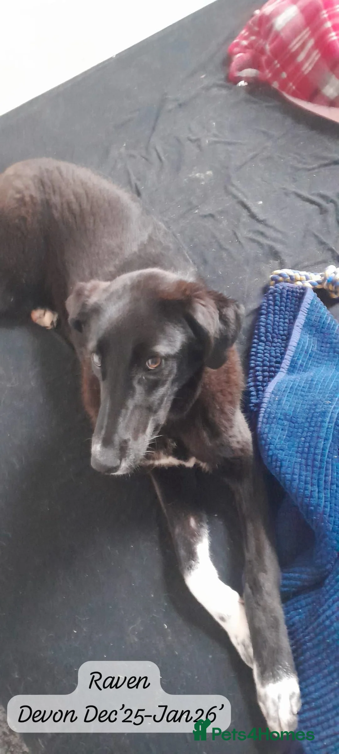 Mixed Breed dogs for adoption: Raven, 1.5 yrs approx. Is ADOPTED - Advert 7