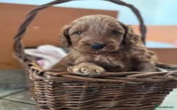 Cockapoo dogs for sale: Gorgeous Cockerpoo Puppies - Image 1