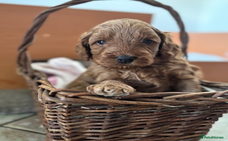Cockapoo dogs - Advert 6