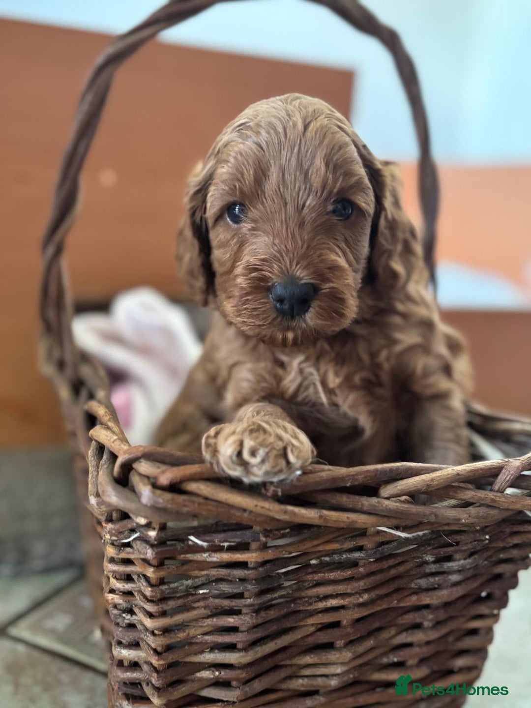 Cockapoo dogs for sale: Gorgeous Cockerpoo Puppies - Image 1