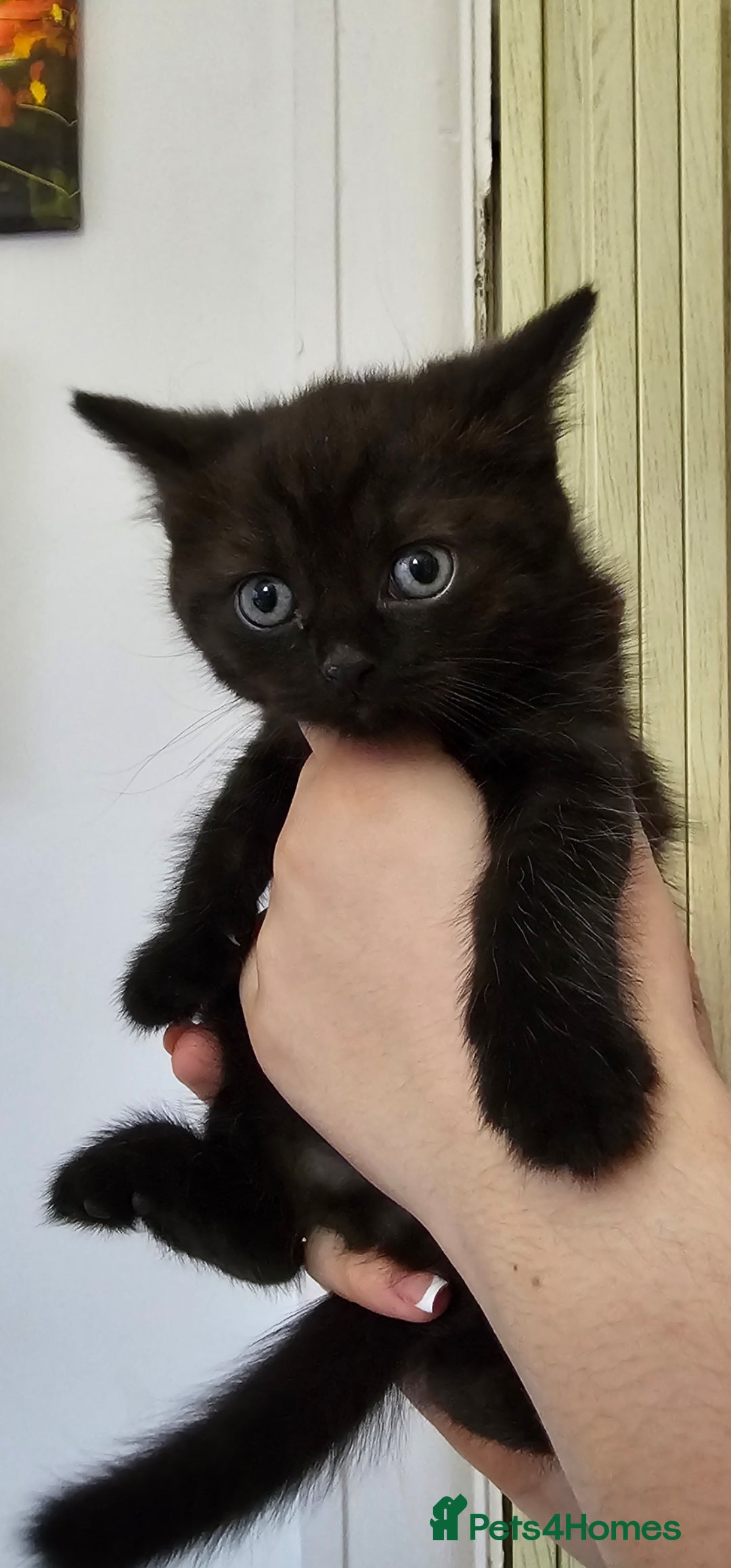 British Shorthair cats for sale: Chocolate British shorthairs - Image 5