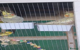 Cockatiels birds for sale: 3 cocketiels for sale - Image 18