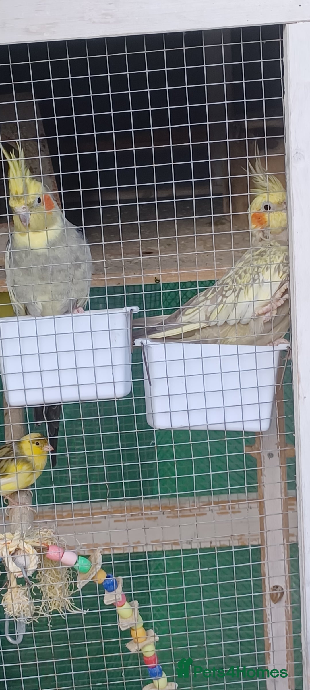 Cockatiels birds for sale: 3 cocketiels for sale - Image 18