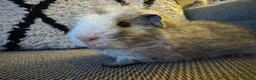 Guinea Pig rodents for sale: Gorgeous little boy piggie - Advert 4