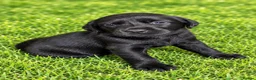 Labrador Retriever dogs for sale: Stunning Working Labrador Puppies - Advert 6