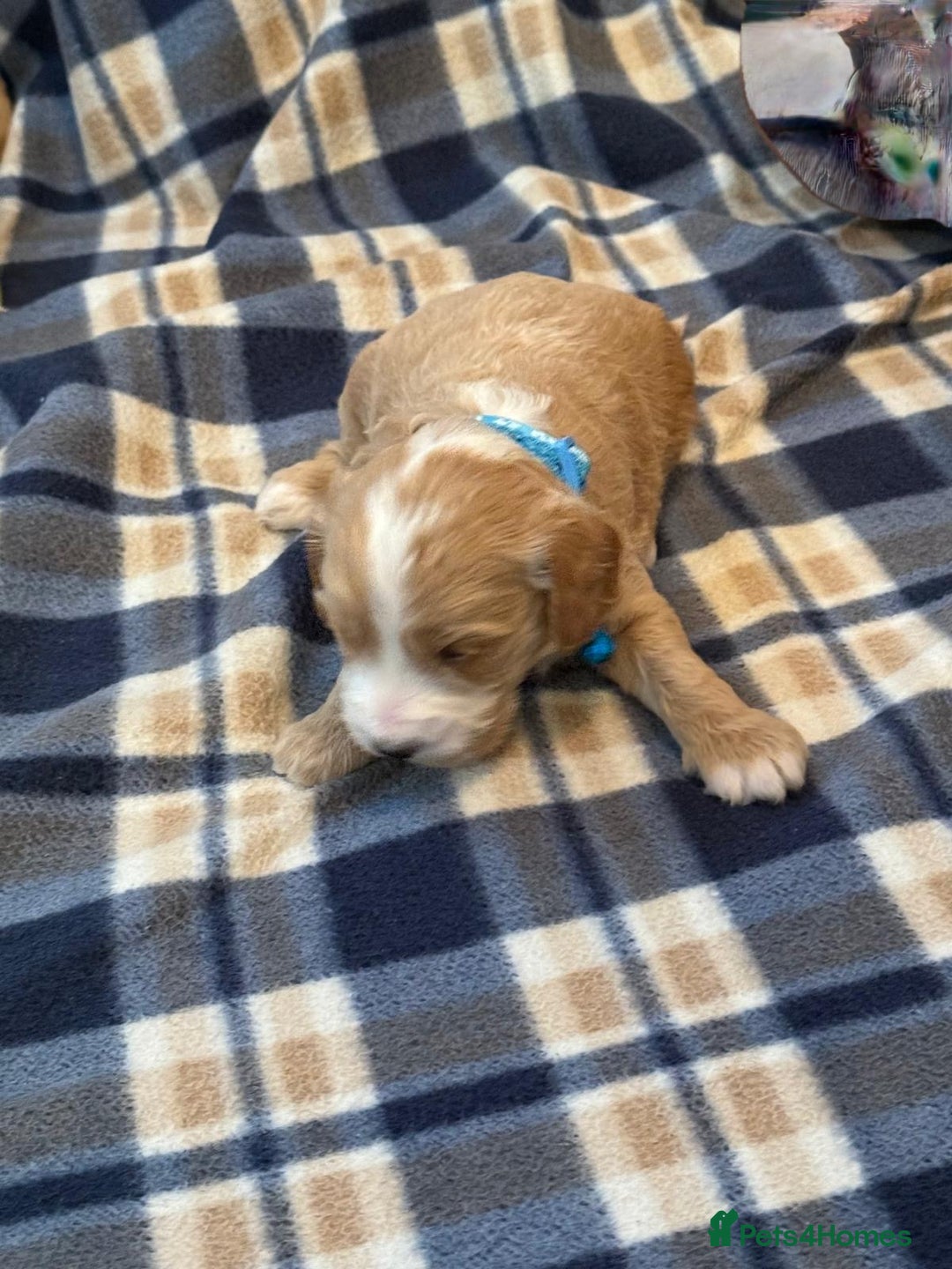 Cockapoo dogs for sale: Beautiful Golden Cockerpoo Puppies 2 Girl & 4 Boy - Image 24