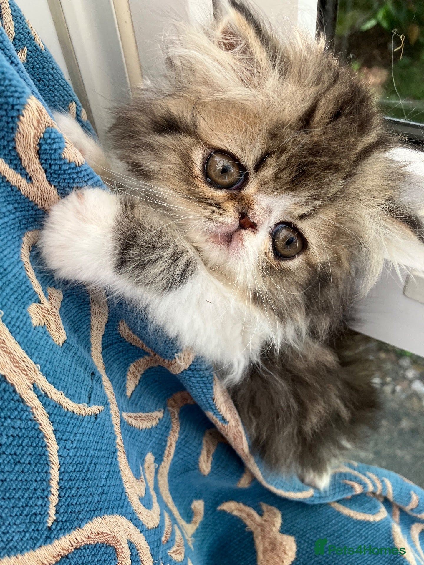 Persian cats Adorable GCCF registered Persian kittens - Advert 1