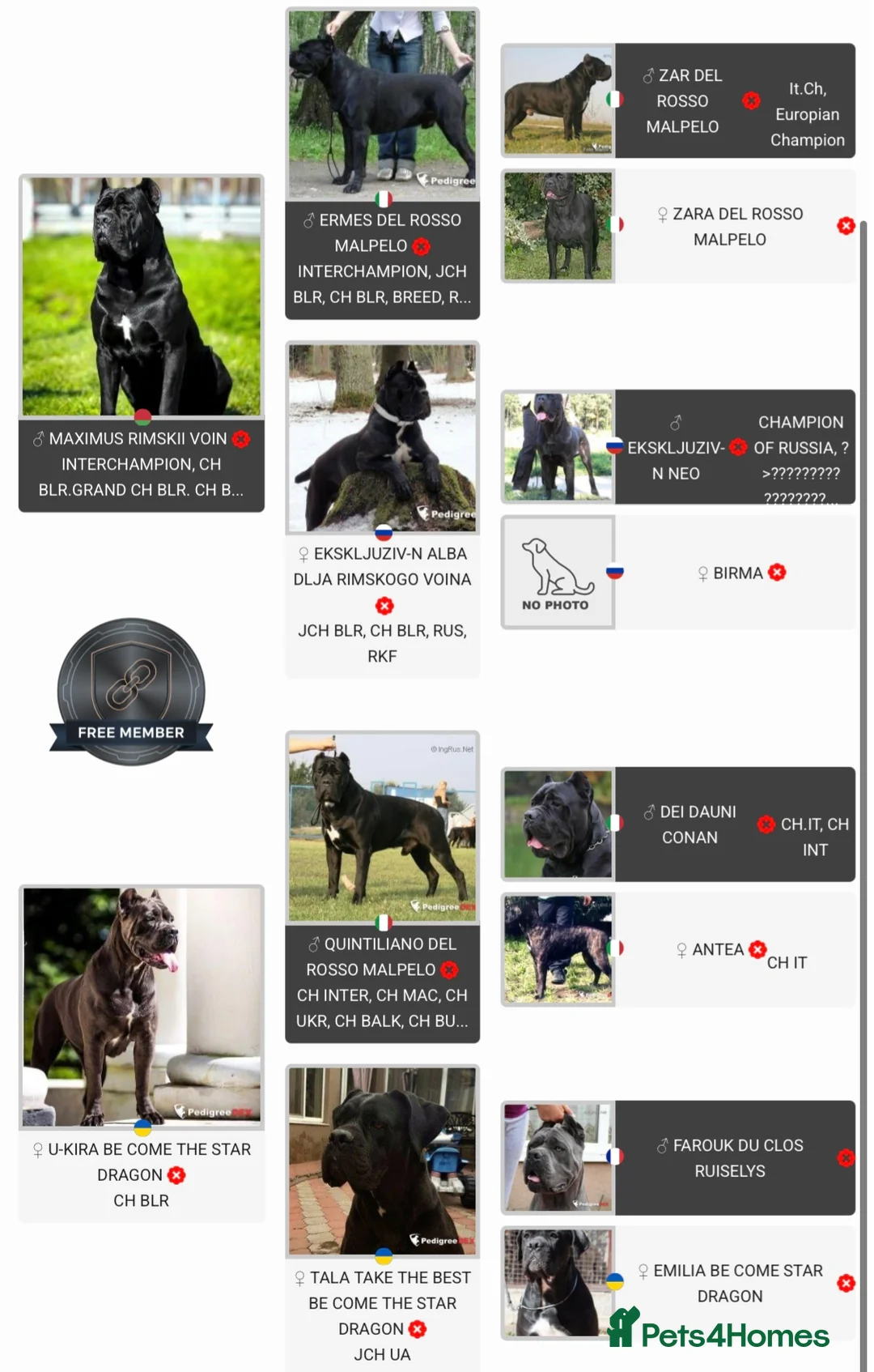 Cane Corso dogs for sale: INTERNATIONAL CHAMPION BLOODLINE PUPPIES  - Advert 2