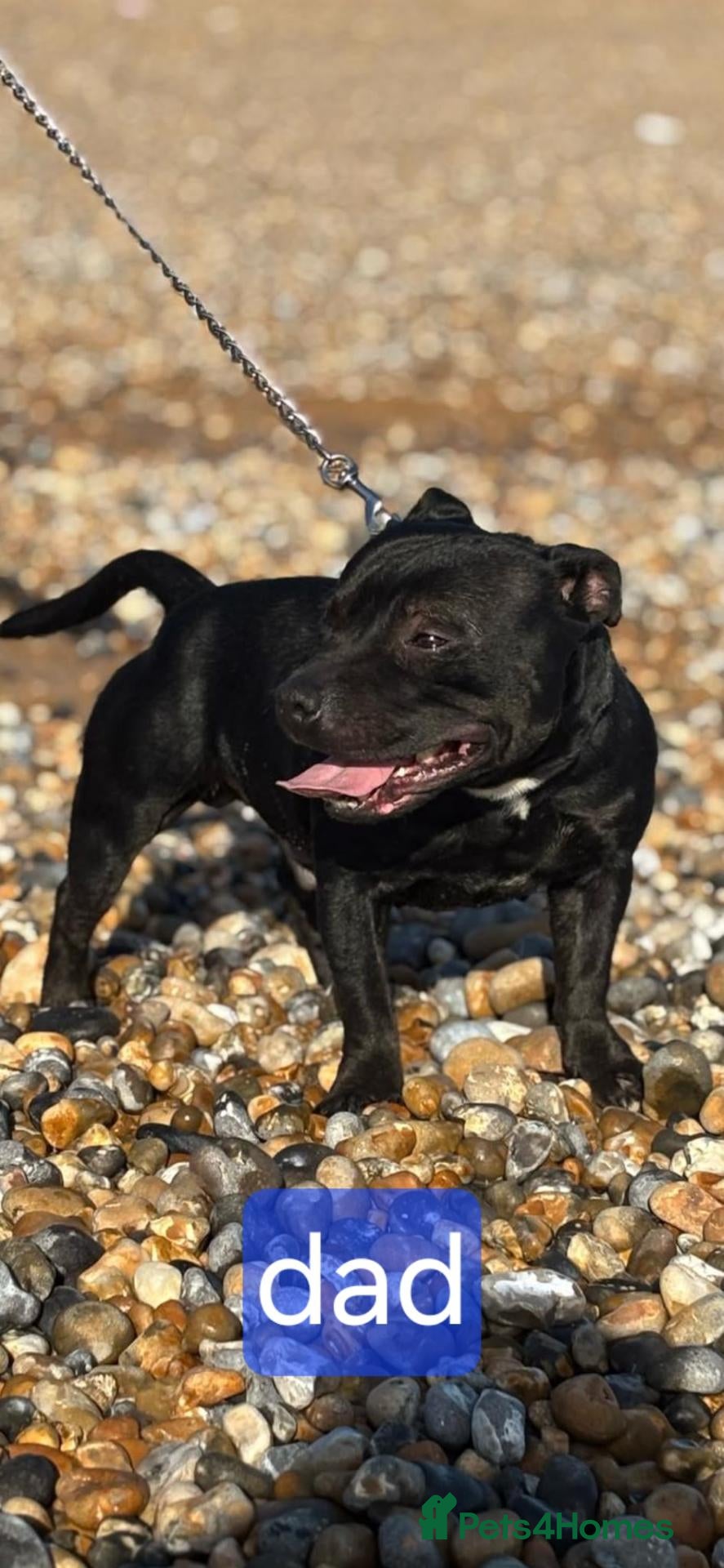 Staffordshire Bull Terrier dogs Blue starrordshirebull terrior - Advert 2