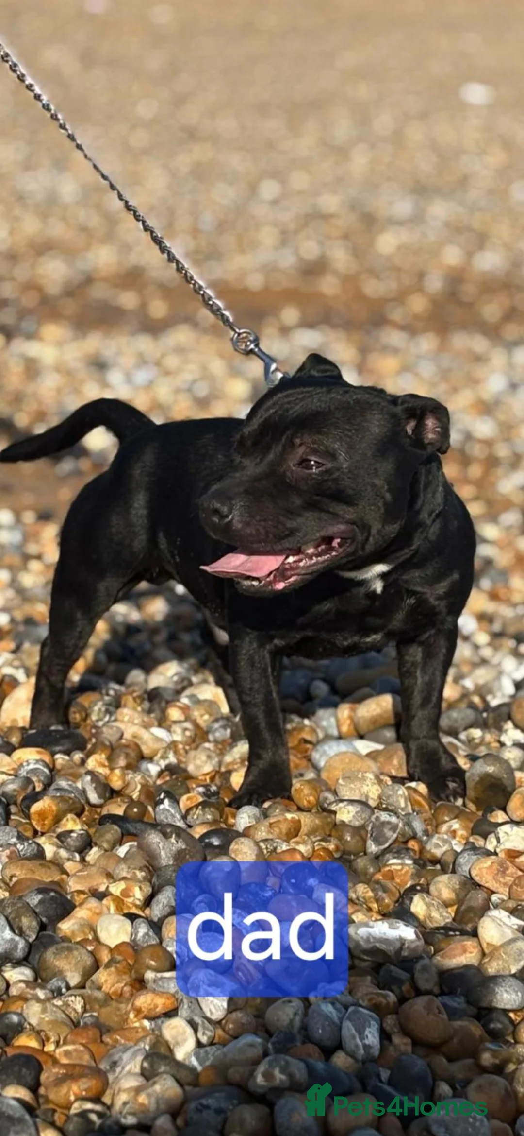 Staffordshire Bull Terrier dogs for sale: Blue starrordshirebull terrior - Advert 1