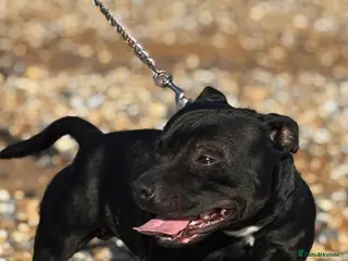 Staffordshire Bull Terrier dogs Blue starrordshirebull terrior - Advert 1