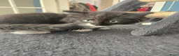 Ragdoll cats for sale: Half-Ragdolls from £150 (ready to leave) - Advert 3