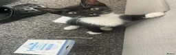 Mixed Breed cats for sale: Forever homes wanted - Advert 17