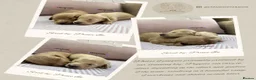 Miniature Dachshund dogs for stud: PROVEN CLEAR CREAM STUD BOY ❄️PRINCE ICE❄️ - Advert 17