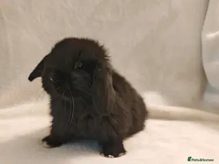 Mini Lop rabbits Beautiful Baby Mini Lops - Advert 12