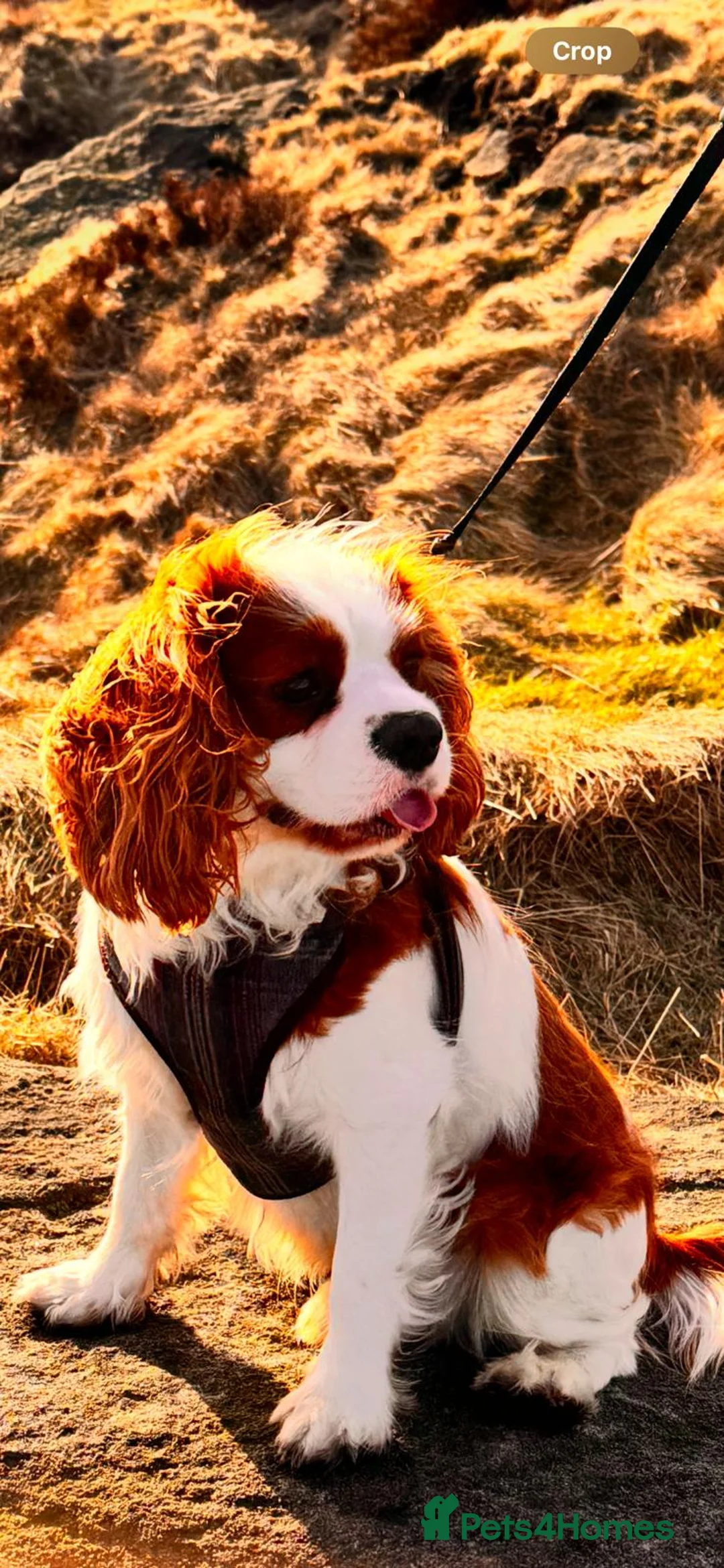 Cavalier King Charles Spaniel dogs for stud: STUD stunning cavalier king charles spaniel - Advert 17