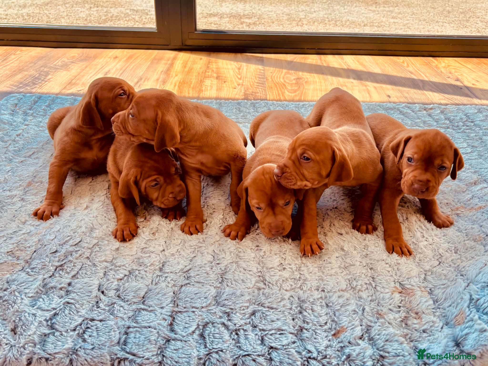 Hungarian Vizsla dogs KC registered Vizlas - Advert 1