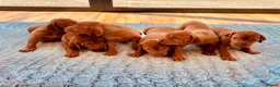 Hungarian Vizsla dogs for sale: KC registered Vizlas - Advert 1